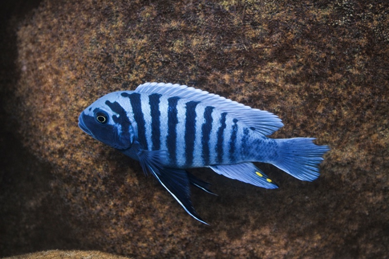 Maylandia zebra 'Makonde'